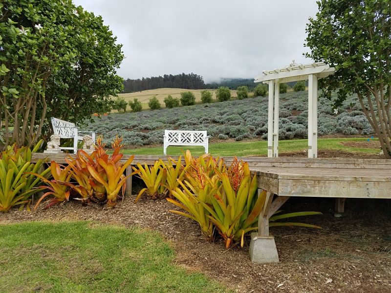 Alii Kula Lavender Farm