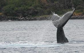 Humpback whales love Maui's tropical ocean, visitors love our beachfron condos!