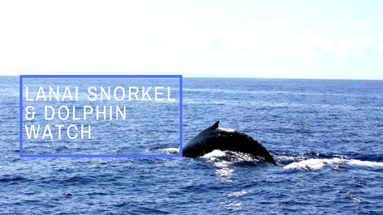 Lanai Snorkel and Dolphin Watch