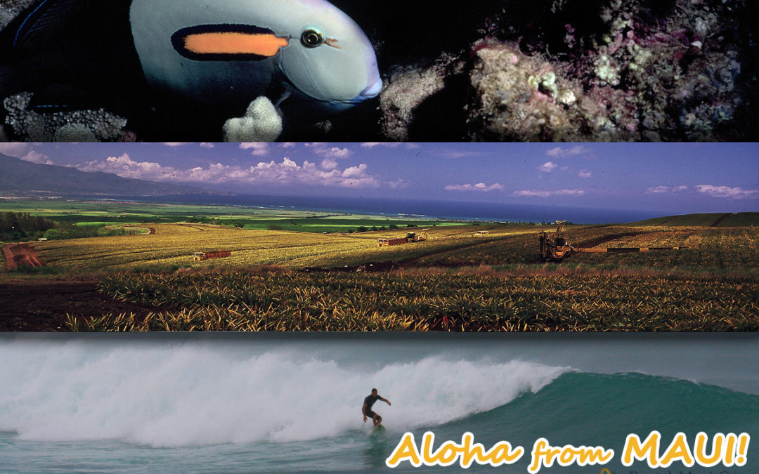 Maui Adventure Spotlight – Surfing Pineapples