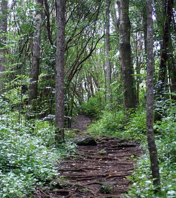 West Maui Hiking – Waihee Ridge Trail