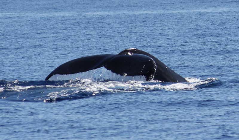 Whale Watch Season on Maui