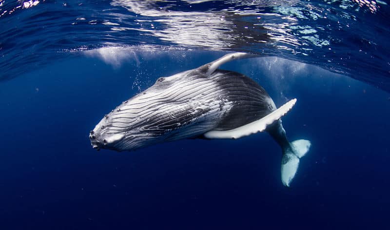 It Is Whale Watching Season in Hawaii