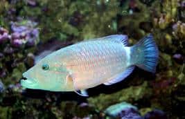 Colorful tropical reef fish found off the beach in Kihei.