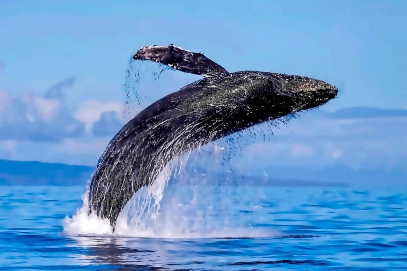 The Time Has Arrived- It’s Humpback Whale Watching Season in Maui