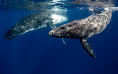 Best Places for Whale Watching in Maui – Where to Watch for the Top Experience