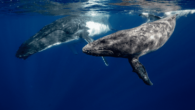 Best Places for Whale Watching in Maui – Where to Watch for the Top Experience