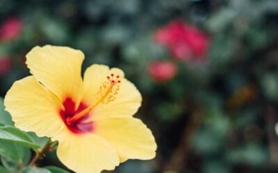 South Maui Gardens – A Hawaii Hidden Gem