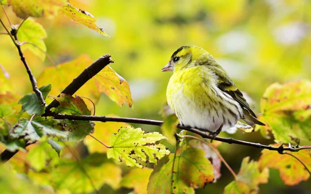 Maui’s Rare Forest Birds are in a Race for Survival