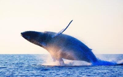 Whale Watching Season Begins: Your Guide to Maui’s Winter Visitors
