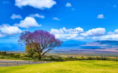 Best Upcountry Maui Stops: A Scenic Day Trip from South Maui