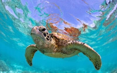 Maui’s Marine Life: What You Might See Above and Below the Water
